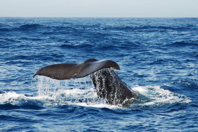 Balenes a Nova Zelanda