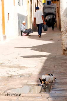 Marroc Essaouira gat