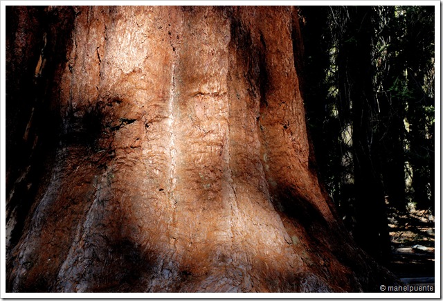 textura sequoia