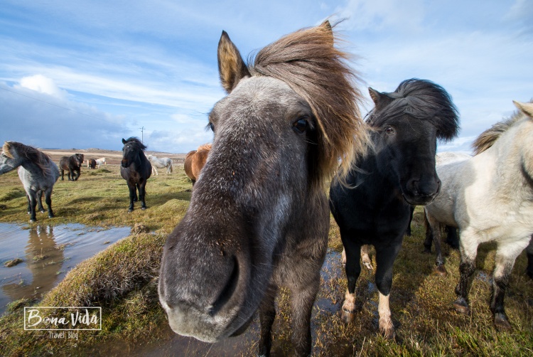 islandia cavalls-10