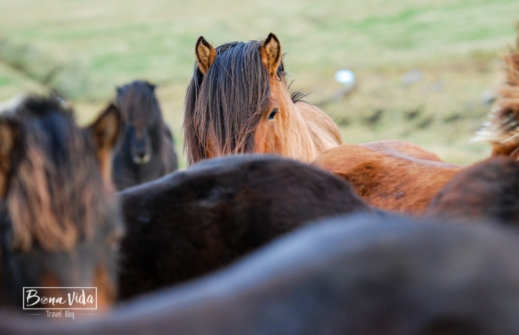 islandia cavalls-16