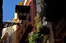 Les balconades plenes de flors són tot un símbol sevillà com aquestes al carrer d' Álvarez Quintero
