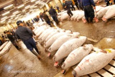 Mercat del peix de Tsukiji. Tòquio