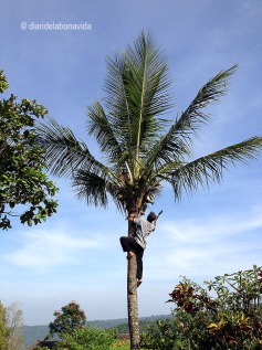 indonesia_munduk escalador palmera