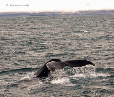 whale_iceland_1
