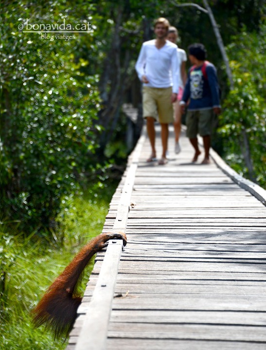 Els orangutans sovint busquen l'ombra de les passarel·les