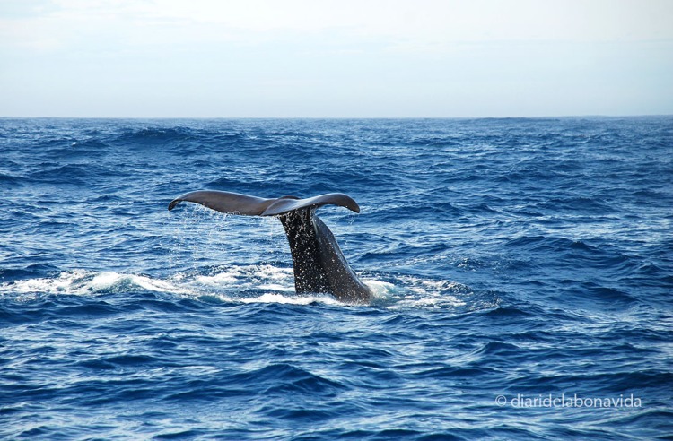 whale_newzealand_4