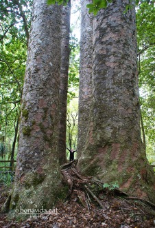 Els kauris són arbres gegants. Hem veieu al mig???