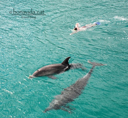 Nedant entre dofins