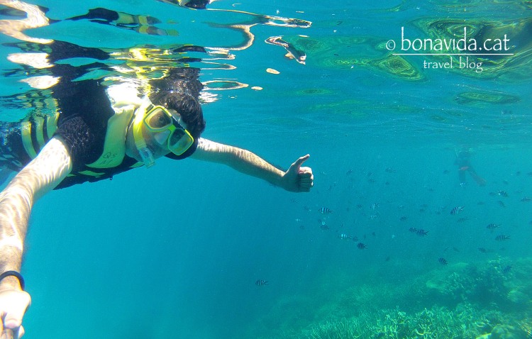 Practicant snorkel entre corall i peixos a la Gran Barrera de Corall