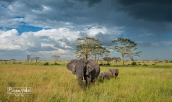 tanzania serengeti elefants colors