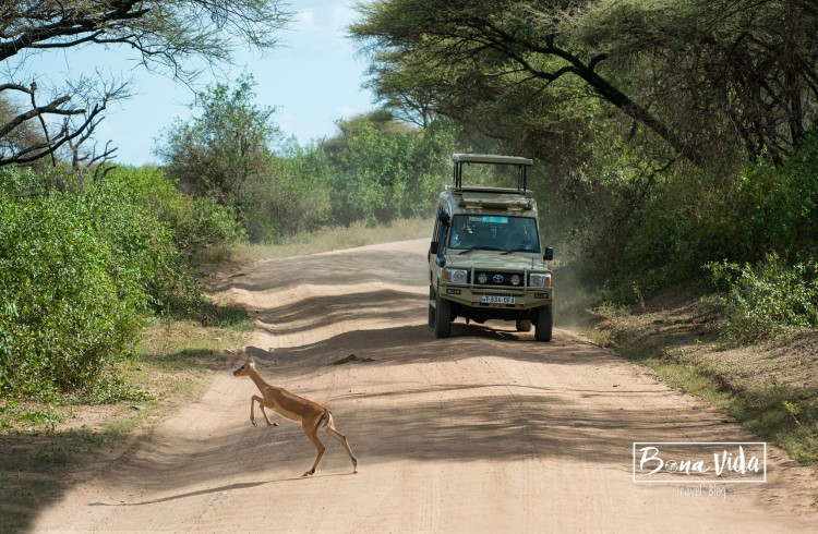 tanzania safari impala cotxe
