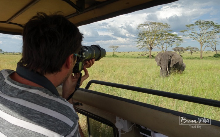 tanzania safari serengeti mane elefants-1